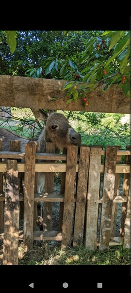 Domaine AbracadaRoom : La mauvaise herbe - Image 8
