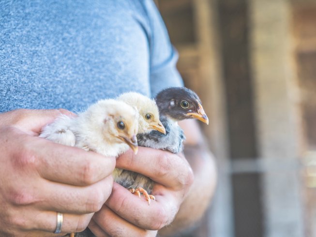 Hébergement AbracadaRoom : ECOLODGE LE PINOT GRIS - Image 22