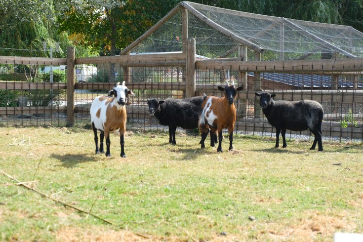Hébergement AbracadaRoom : Tente Kenya Vittel - 5 personnes - Image 5