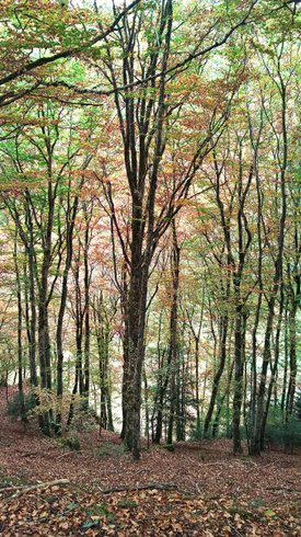 Hébergement AbracadaRoom : Nuit perchée en hamac n°2 - Image 11