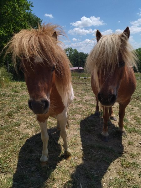 Domaine AbracadaRoom : Les Chemins d'Ambre & Thaïs - Image 12