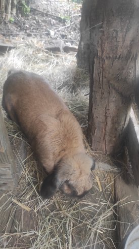 Hébergement AbracadaRoom : Maisonnette perchée dans les arbres tout équipée - Image 21