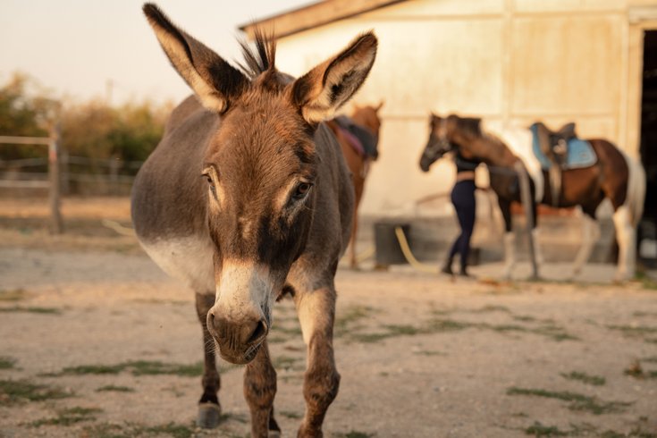 Domaine AbracadaRoom : Homnest (Espinasse) - Image 21