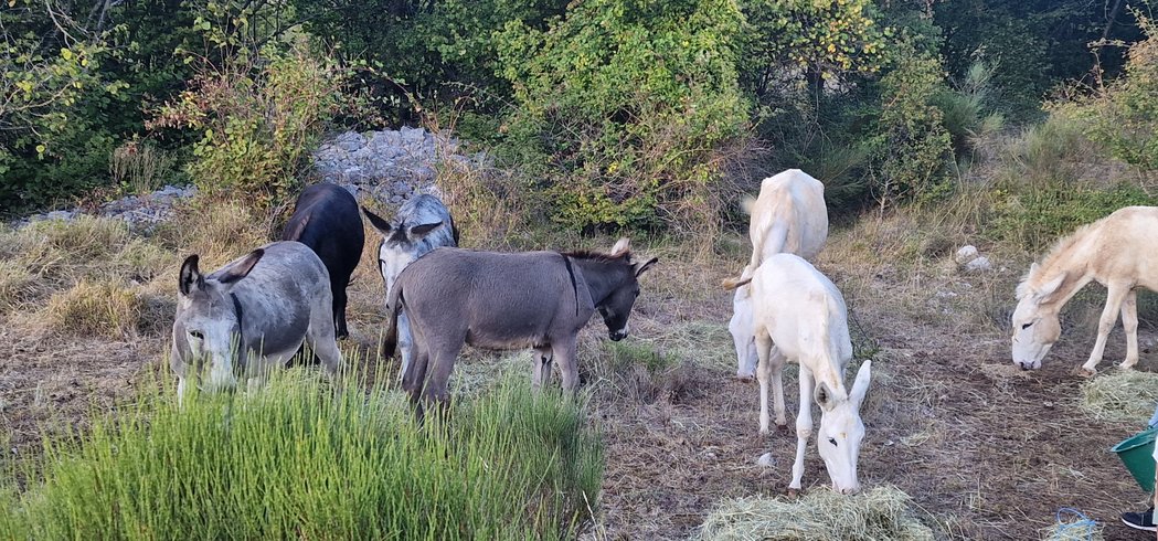 Hébergement AbracadaRoom : TENTE VOIE LACTEE - Image 12