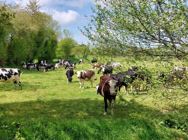 Hébergement AbracadaRoom : Gîte Spa Amazonia en pleine nature - Image 12