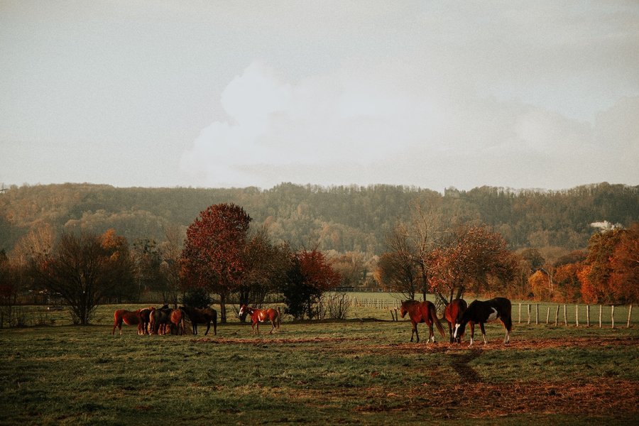 Hébergement AbracadaRoom : Parcel Tiny House - près d'Étretat - Image 8