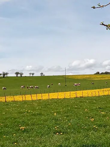 Domaine AbracadaRoom : Roulotte du Jura Vert - Image 14