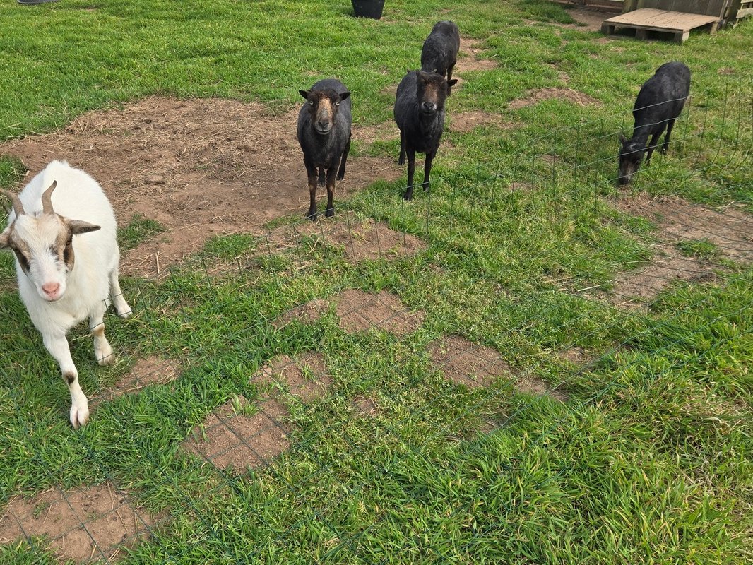 Yourte de Tréou & Bain nordique à Treouergat (10)