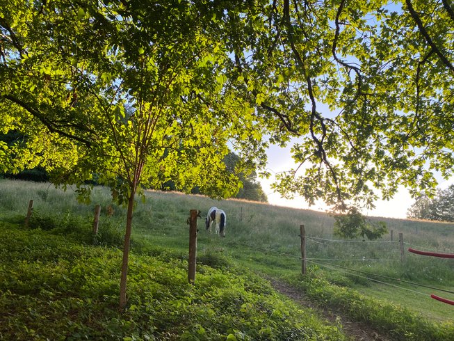 Domaine AbracadaRoom : Cabane dans le chêne tricentenaire - Image 15