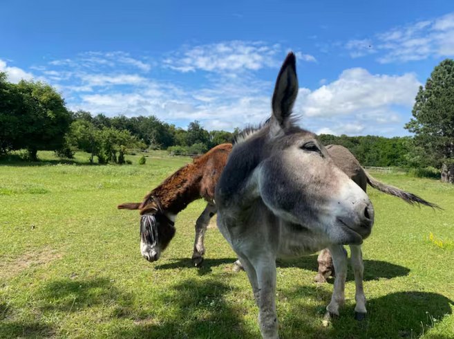 Hébergement AbracadaRoom : ※ Homnest ※ Panorama des Puys à Cheval ※ Refuge 2 - Image 34