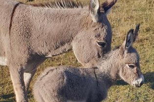 Caraferme et compagnie