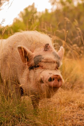 Hébergement AbracadaRoom : Homnest - L'Observatoire des Préalpes - Au coeur d'un haras - Image 55
