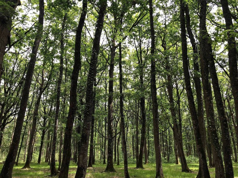 Hébergement AbracadaRoom : Suite Arty + « JungOne » & Spa - Image 16