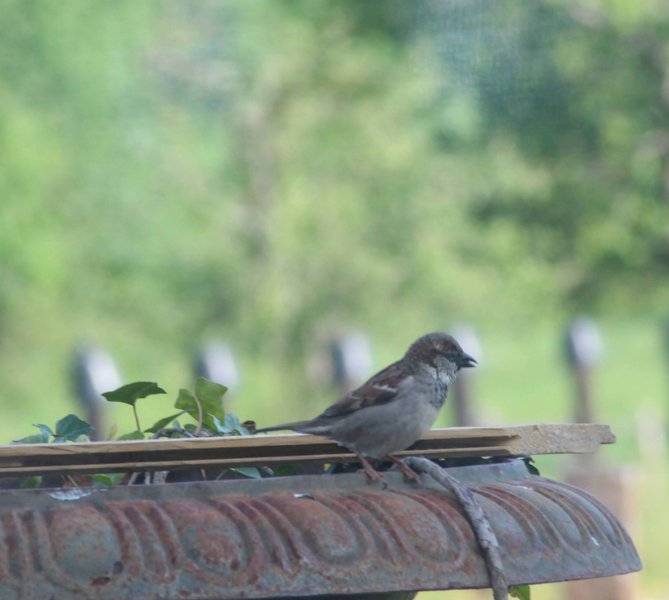 Hébergement AbracadaRoom : CABANE PERCHÉE CHEZ YAHMZ - Image 10