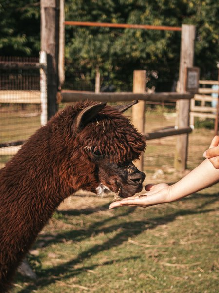 Hébergement AbracadaRoom : Les alpagas du clos - Image 9
