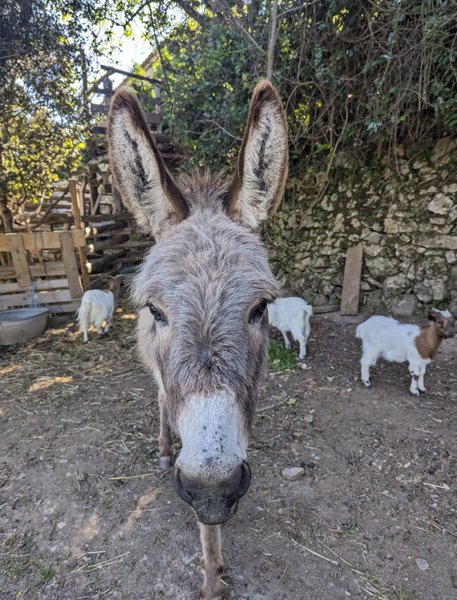 Domaine AbracadaRoom : La mauvaise herbe - Image 16