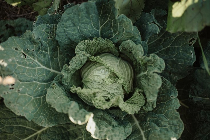 Hébergement AbracadaRoom : Homnest - L'Instant Sauvage - Vue Cimes & Forêt - Image 50
