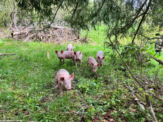 Hébergement AbracadaRoom : Yourte Mont d'Or - Image 11