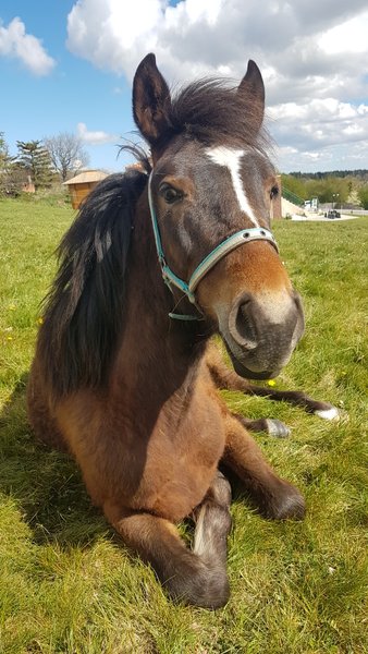 Hébergement AbracadaRoom : La Roulotte de Campras - Image 23