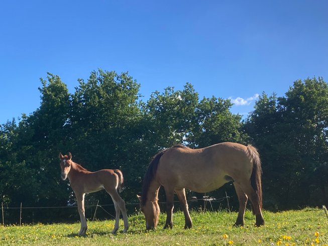 Hébergement AbracadaRoom : Vue Poneys Pony House : séjour nature en Normandie - Image 2