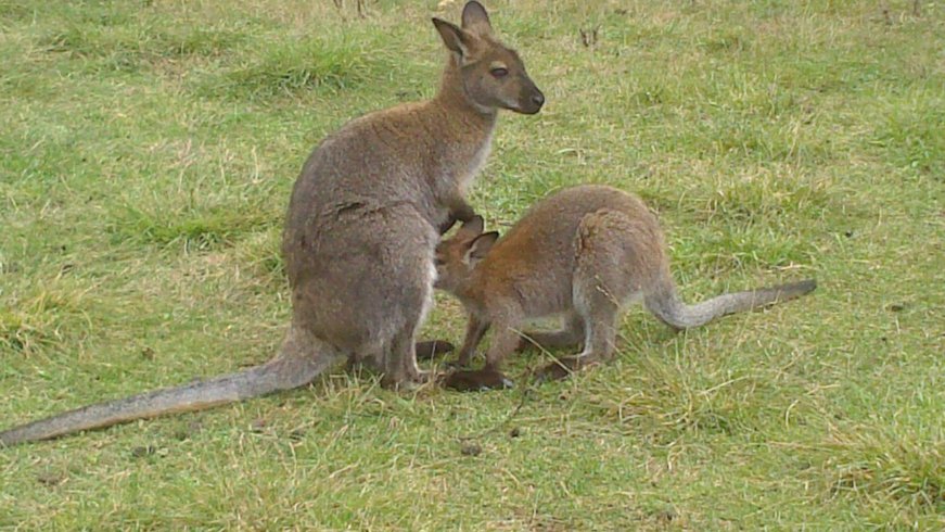 Domaine AbracadaRoom : Wallaby de Benett'on - Image 15