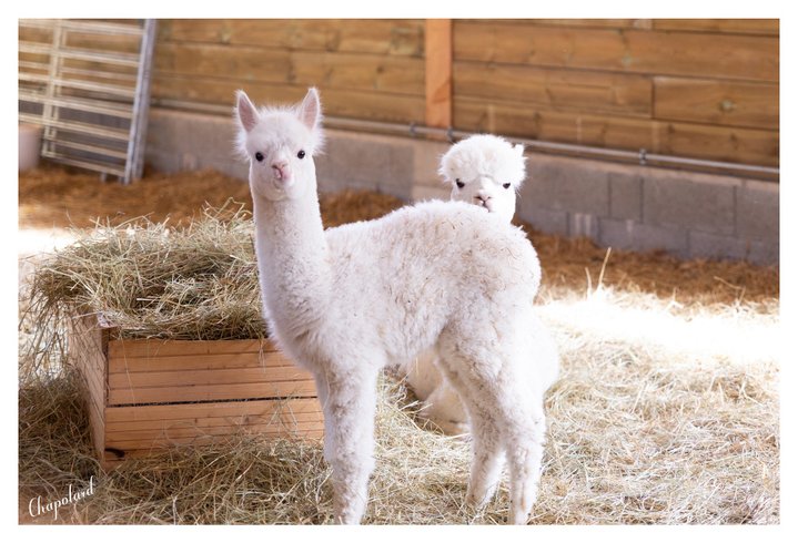 Domaine AbracadaRoom : Domaine Roccas - Image 4