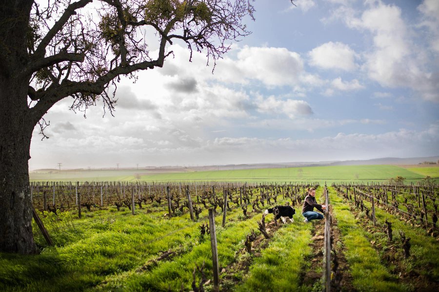 Hébergement AbracadaRoom : Parcel Tiny House - dans les vignes de Bourgogne proche Sancerre - Image 12