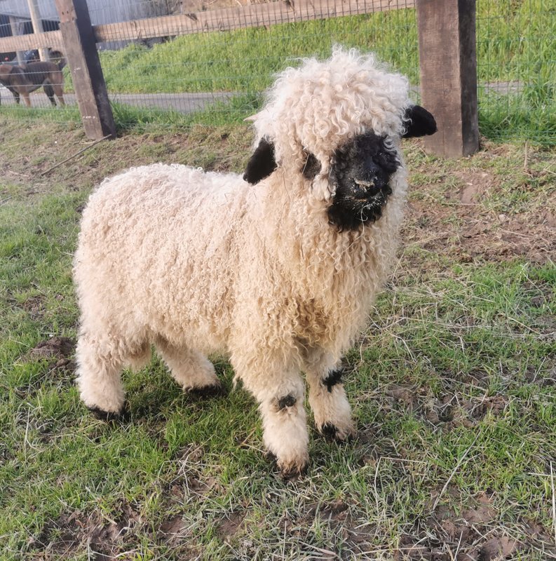 Le Petit Nid du Pré, au cœur de la Suisse Normande à Saint Remy (15)