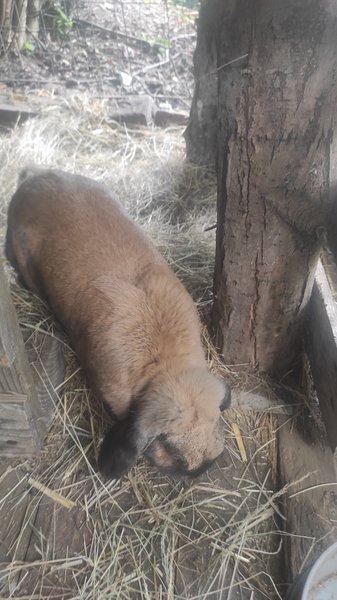 Domaine AbracadaRoom : Maisonnette Perchée - Image 15