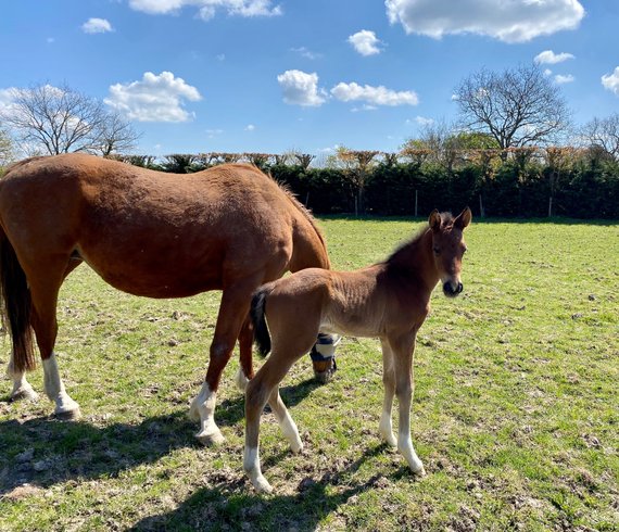 Domaine AbracadaRoom : Gîtes de la belle étoile - Image 4