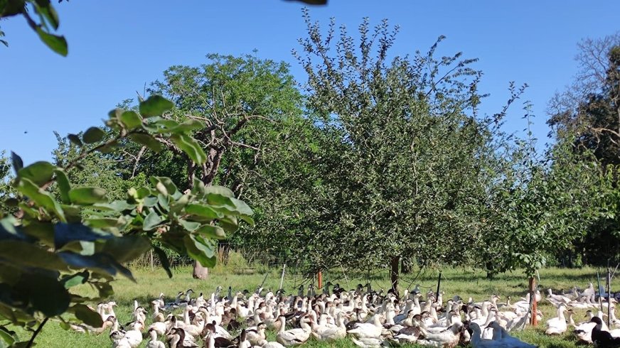 Domaine AbracadaRoom : Les canards de la germaine - Image 1