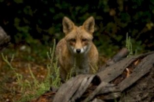 Les Animaux et Marino