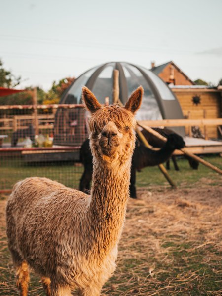 Hébergement AbracadaRoom : Les alpagas du clos - Image 1