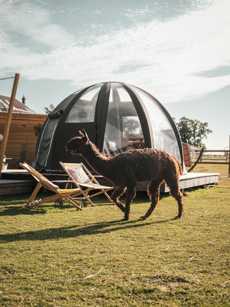 Hébergement AbracadaRoom : Les alpagas du clos - Image 5