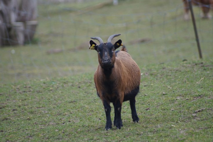 Domaine AbracadaRoom : Ferme du Moulin de Bois - Image 7
