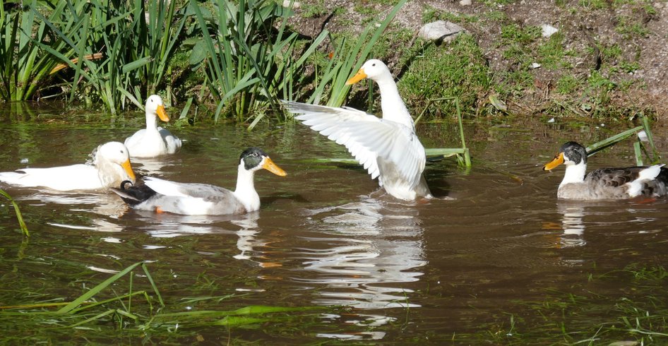 Domaine AbracadaRoom : Ferme Jean des Houx - Image 12