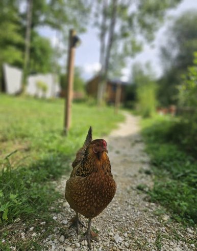 Hébergement AbracadaRoom : Gîte dans les bois, au coeur du Périgord noir avec étang privé - Image 26