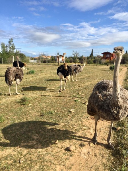 Hébergement AbracadaRoom : Roulotte Coquelicot - Image 7