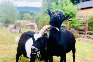 Roulotte Territoire de Belfort
