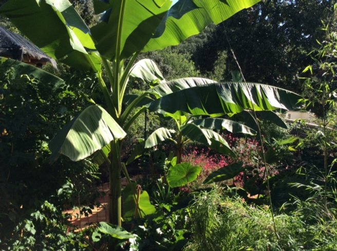 Hébergement AbracadaRoom : Insolite Coco Banane, Spa privatisable - Image 23