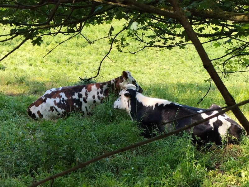 Domaine AbracadaRoom : LA ROULOTTE DE JANE - Image 14