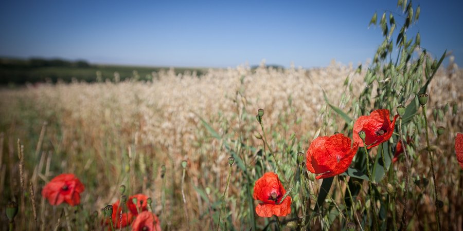 Domaine AbracadaRoom : La Vallée des Lapins - Image 9