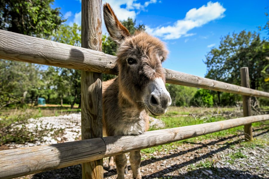 Domaine AbracadaRoom : Roulottes et Cabanes de Saint Cerice - Image 18