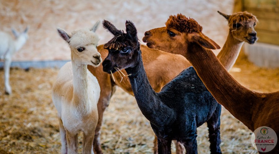 Domaine AbracadaRoom : Domaine Roccas - Image 7