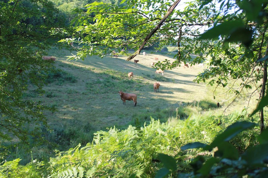 Domaine AbracadaRoom : L'Etoile Perchée - Image 3