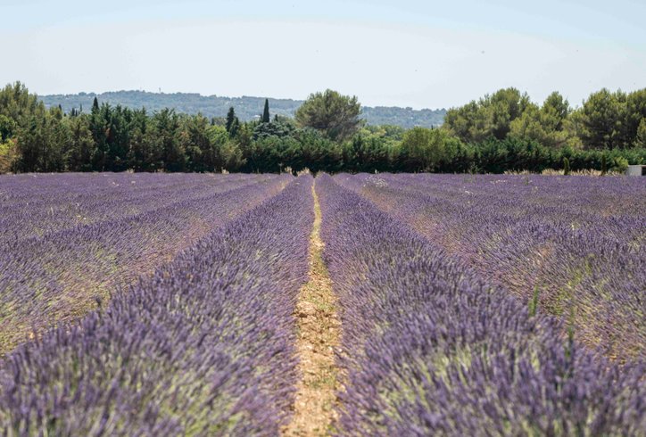 Hébergement AbracadaRoom : La Bulle du Lavandin - Image 13