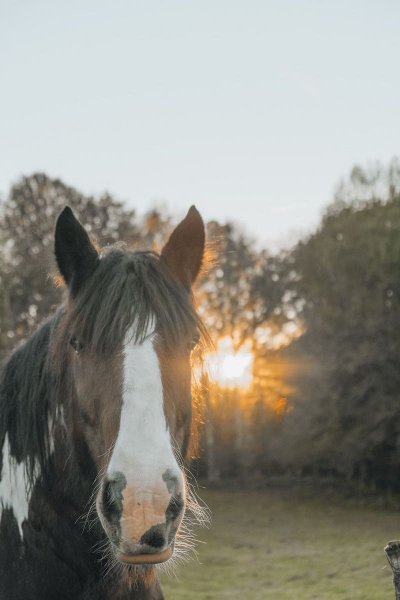 Hébergement AbracadaRoom : Castél de l'Arbre à Château de Memanat - Image 26