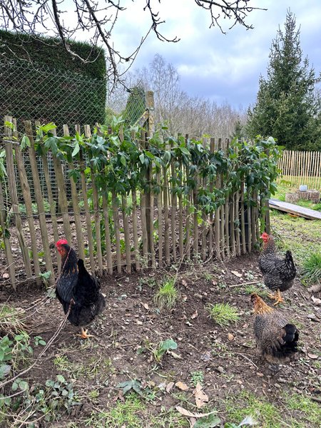 Hébergement AbracadaRoom : La tiny de la Blandinière dans le vignoble - Image 2