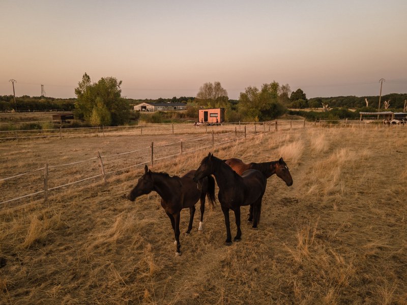 Hébergement AbracadaRoom : Homnest - Tiny house dans l'Allier - Cheval - Image 32