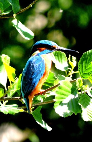 Domaine AbracadaRoom : La Cabane en Champagne - Image 5